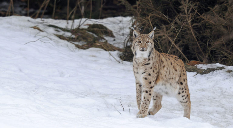 Italian Mammal Society